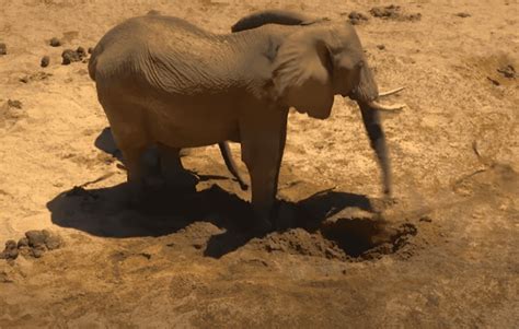  Une Étrange Histoire de l'Éléphant: Comment la curiosité peut mener au chaos?