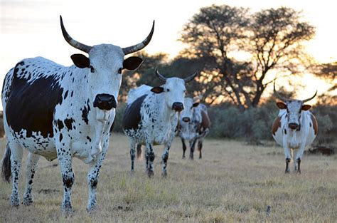  Granny Nguni et les Trois Oiseaux : Un conte sud-africain moderne explorant la sagesse ancestrale et la lutte contre l'oubli.